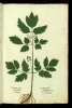  Fol. 230 

Kakobalon. Quasi
Maleficum
Costus niger
Cucubalum Plin.
Christoforiana Dod:
Aconitum Bacciferum
